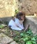 Springer Spaniel Puppies. Carousel 11