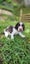 Springer Spaniel Puppies. Carousel 4