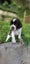 Springer Spaniel Puppies. Carousel 18