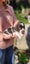 Springer Spaniel Puppies. Carousel 1