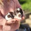 Springer Spaniel Puppies. Carousel 7
