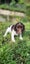 Springer Spaniel Puppies. Carousel 3