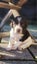 Springer Spaniel Puppies. Carousel 9
