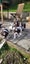 Springer Spaniel Puppies. Carousel 17