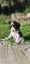 Springer Spaniel Puppies. Carousel 5