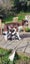 Springer Spaniel Puppies. Carousel 16