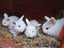 Mini Lop Rabbits Carousel 1