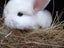 Mini Lop Rabbits Carousel 5