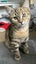 Miss Orange Spot - Rachel's KittyCat Rescue Carousel 1