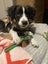 Sprollie Puppy Carousel 1