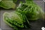 LETTUCE "Little Caesar" seed ~ Sweet and Crisp, Gardens, Containers *HEIRLOOM* Carousel 2
