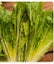 LETTUCE "Little Caesar" seed ~ Sweet and Crisp, Gardens, Containers *HEIRLOOM* Carousel 4