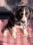 Sprollie Puppy Carousel 3