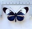 Real Butterfly: Heliconius cydno!! Costa Rica!! WOW!! Carousel 1