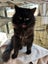 Loving female black Fluffy Meeya Carousel 1