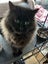 Loving female black Fluffy Meeya Carousel 3