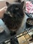 Loving female black Fluffy Meeya Carousel 4