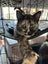 Rosie Desexed Smoochie Naughty Torti Carousel 1