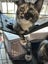 Rosie Desexed Smoochie Naughty Torti Carousel 2