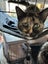 Rosie Desexed Smoochie Naughty Torti Carousel 3