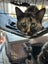 Rosie Desexed Smoochie Naughty Torti Carousel 5