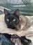 Loki Male Black Loving Boy Carousel 2