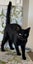 Winter - female 6 mths - Cat Care Loburn/Chch Carousel 1