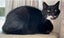 Beautiful Ben- 12 yrs - Cat Care Loburn/Chch Carousel 1