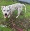 Jack - 2 years, Good with Other Dogs and Children Carousel 1
