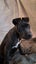 Luna - 5 months, Good with Other Dogs and Children Carousel 1