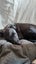 Luna - 5 months, Good with Other Dogs and Children Carousel 2