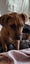 Lola - 5 months, Good with Other Dogs and Children Carousel 1