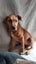 Lola - 5 months, Good with Other Dogs and Children Carousel 2