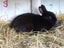 Rabbits - Dwarf Carousel 4