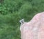 1.5 ct NATURAL DIAMOND IN 18 ct WHITE GOLD RING Carousel 1