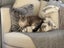 4-year old female cat Carousel 1