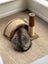 4-year old female cat Carousel 2
