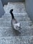 4-year old female cat Carousel 4
