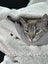 4-year old female cat Carousel 5