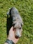 Mearle Border Collie x heading dog pups Carousel 6