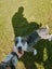 Mearle Border Collie x heading dog pups Carousel 7