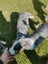 Mearle Border Collie x heading dog pups Carousel 4