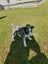 Mearle Border Collie x heading dog pups Carousel 5
