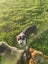 Mearle Border Collie x heading dog pups Carousel 9
