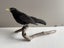 Taxidermy Blackbird perched on a branch Carousel 1