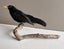 Taxidermy Blackbird perched on a branch Carousel 2