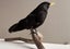 Taxidermy Blackbird perched on a branch Carousel 4