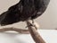 Taxidermy Blackbird perched on a branch Carousel 5