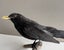Taxidermy Blackbird perched on a branch Carousel 6