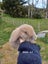 Burebred Mini Lop Rabbits Carousel 2